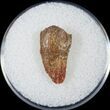 Bargain Raptor Tooth From Morocco - #14429-1
